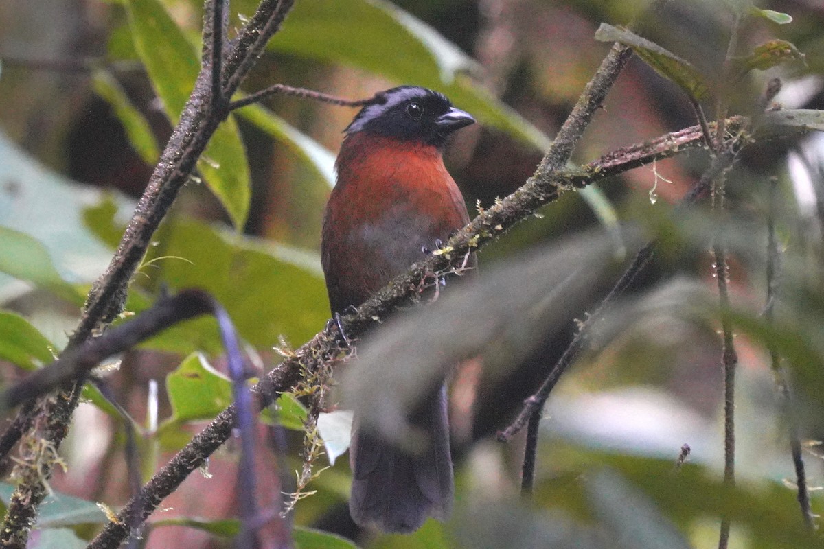 Tanager Finch - ML620939258