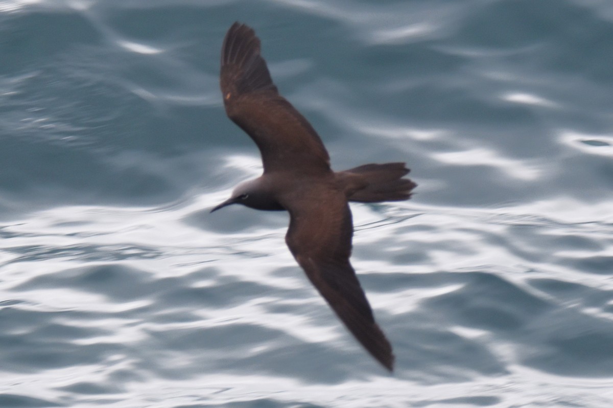 Brown Noddy - ML620939274