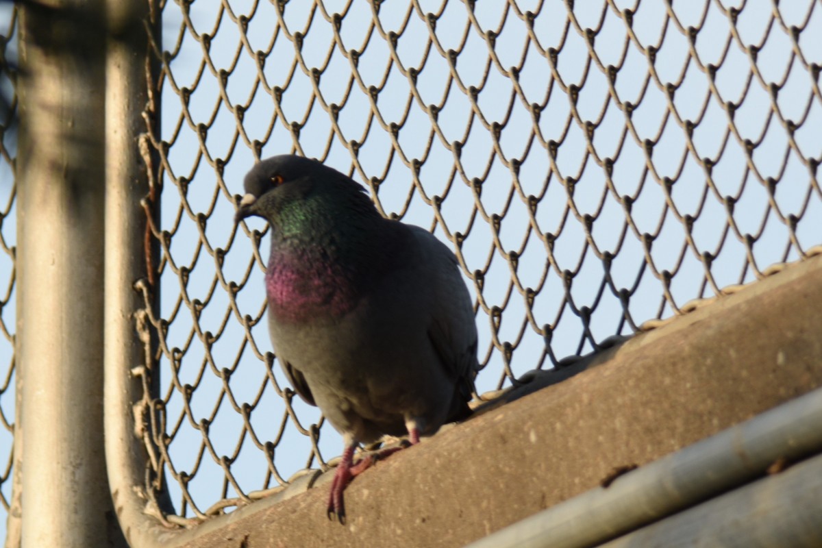 Rock Pigeon (Feral Pigeon) - ML620939277