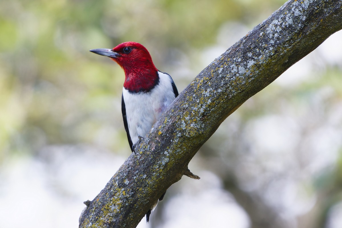 Red-headed Woodpecker - ML620939294