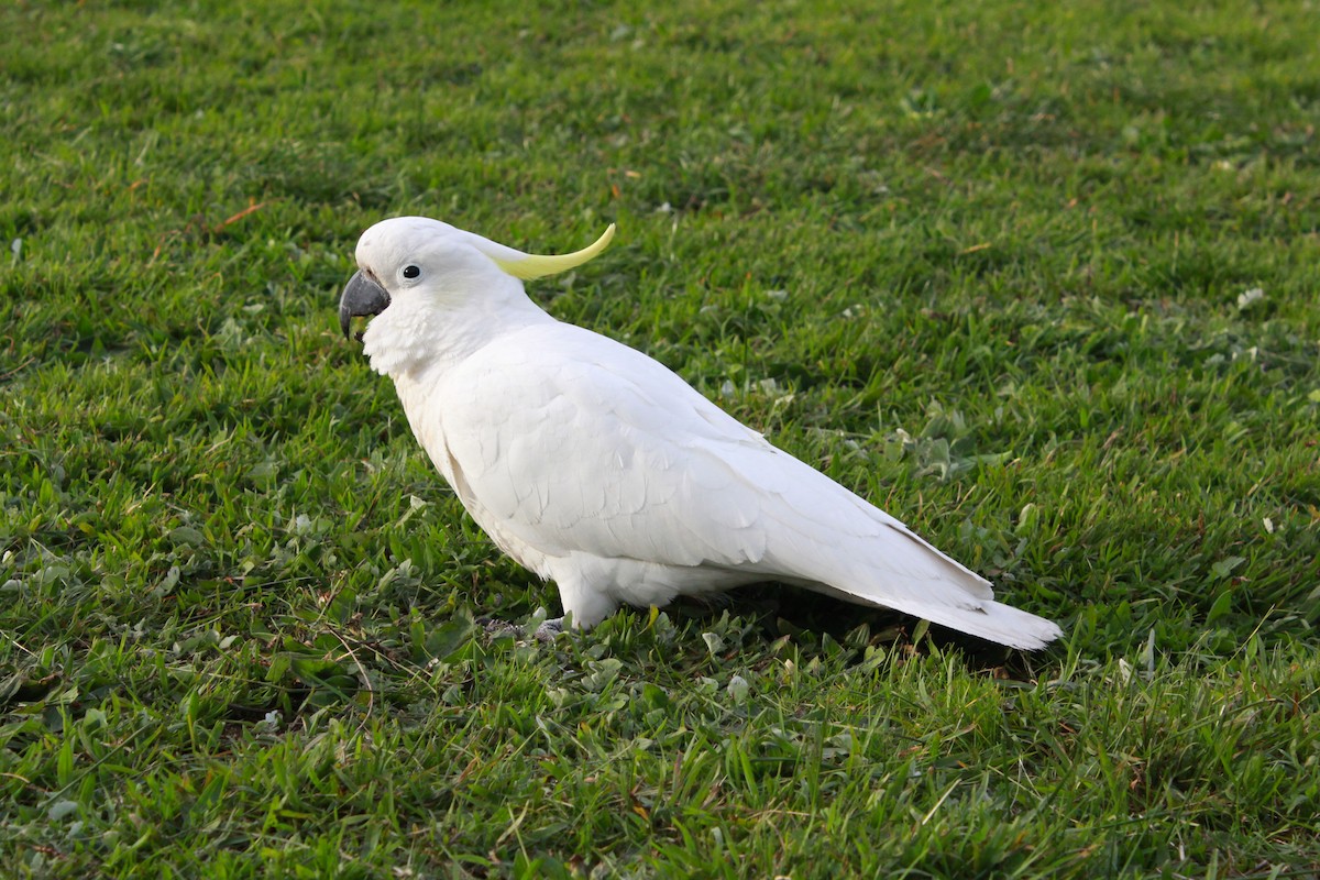 Cacatúa Galerita - ML620939301