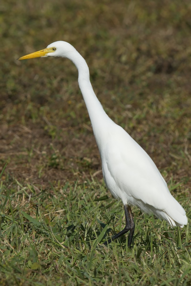 Plumed Egret - ML620939307