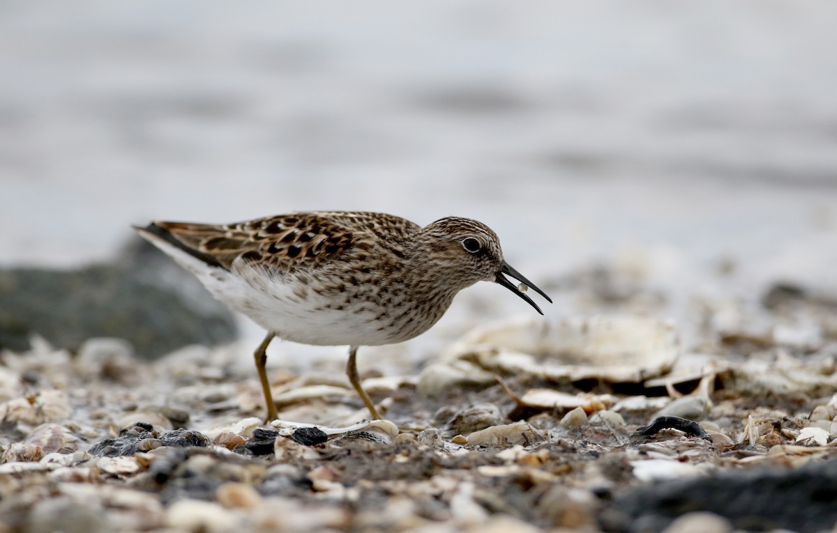 Least Sandpiper - Jay McGowan