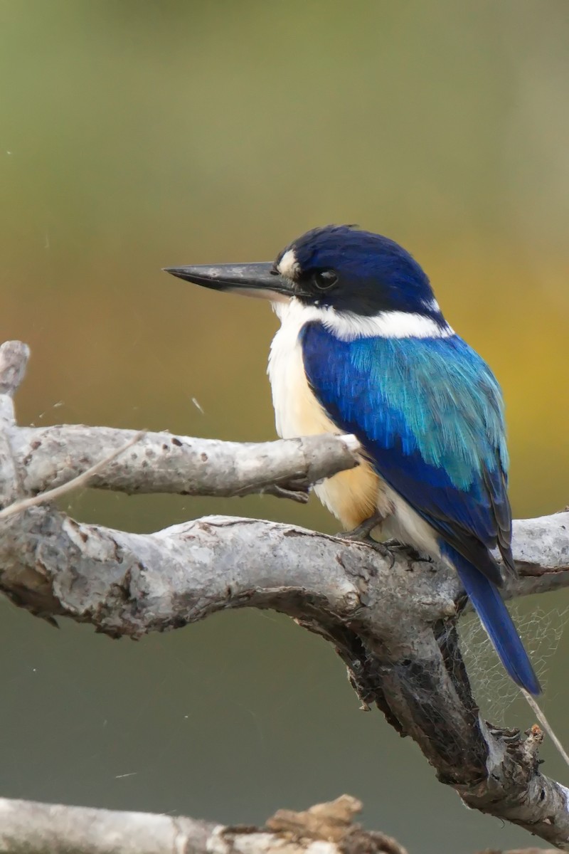 Forest Kingfisher - ML620939311