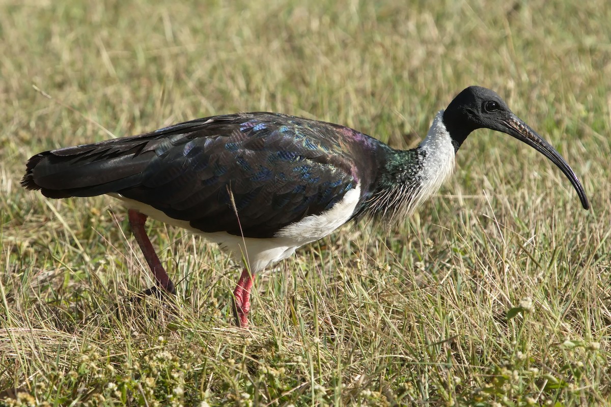 Straw-necked Ibis - ML620939316