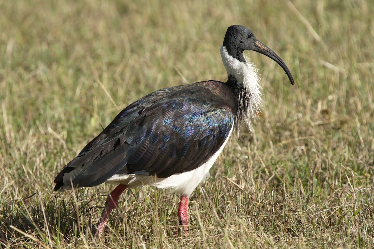 ibis slámokrký - ML620939318