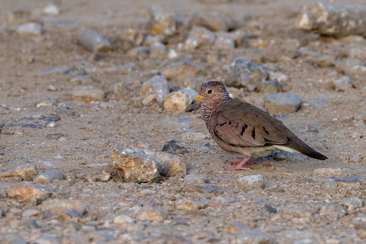 Common Ground Dove - ML620939319