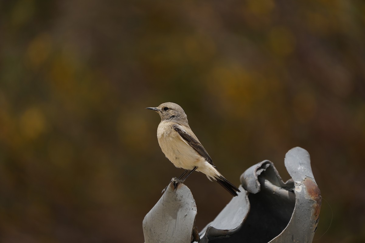 Desert Wheatear - ML620939337