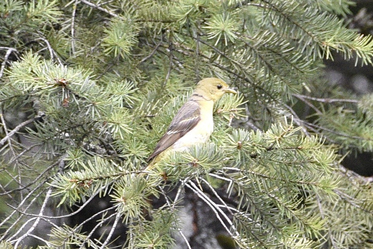 Western Tanager - ML620939398