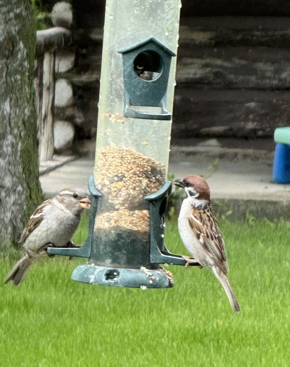 passerine sp. - Megan Phillips