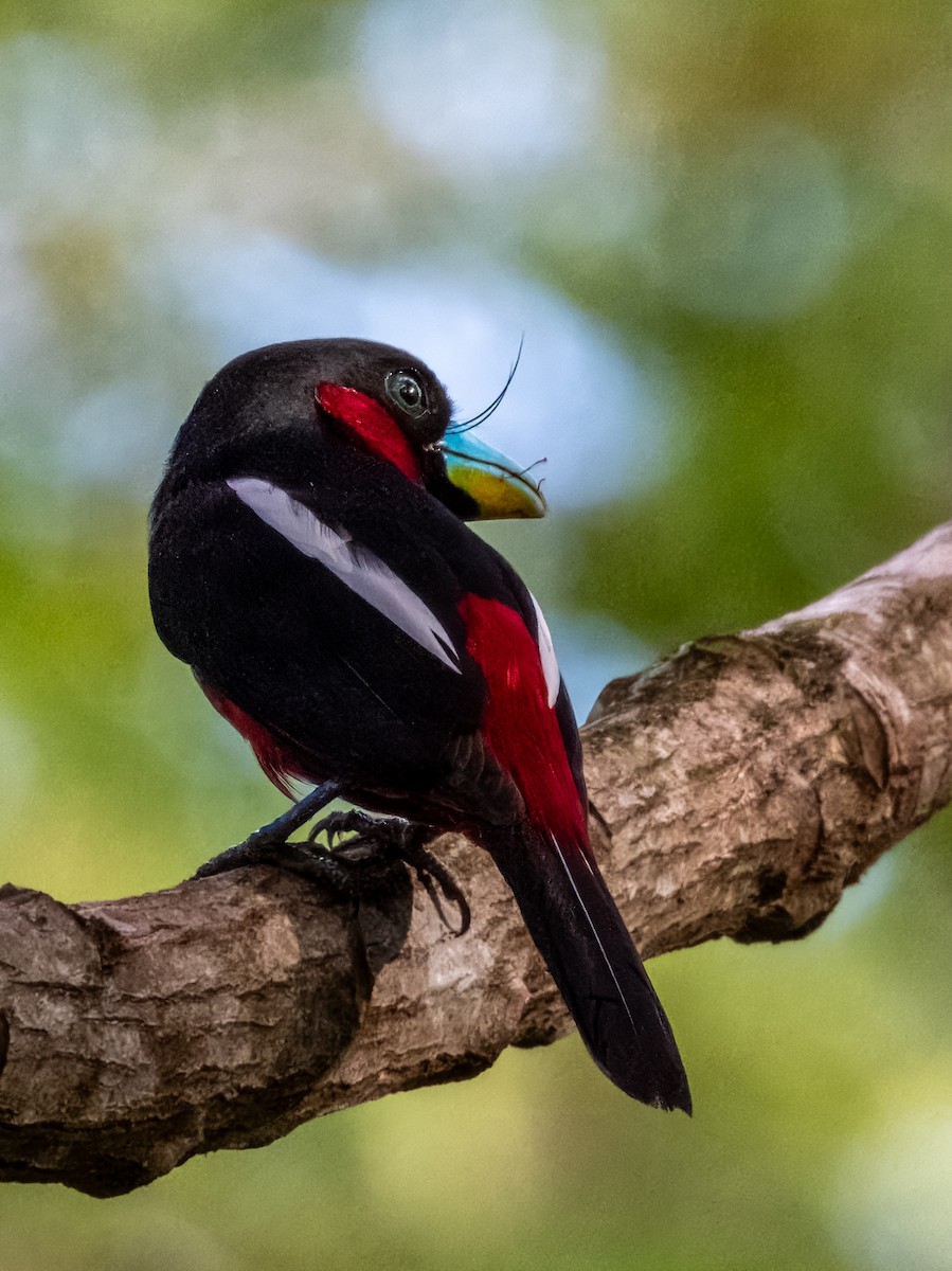 Black-and-red Broadbill (Black-and-red) - ML620939417
