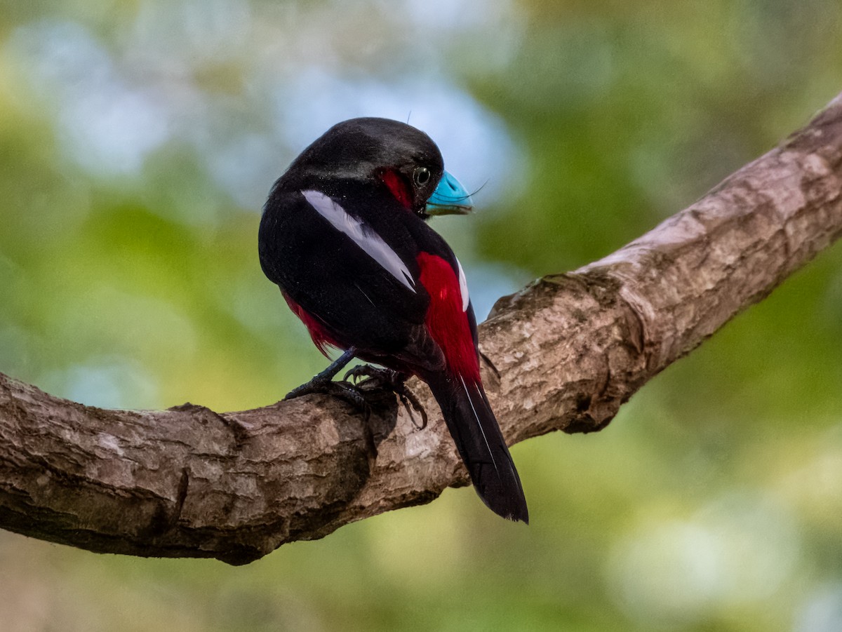 Black-and-red Broadbill (Black-and-red) - ML620939418