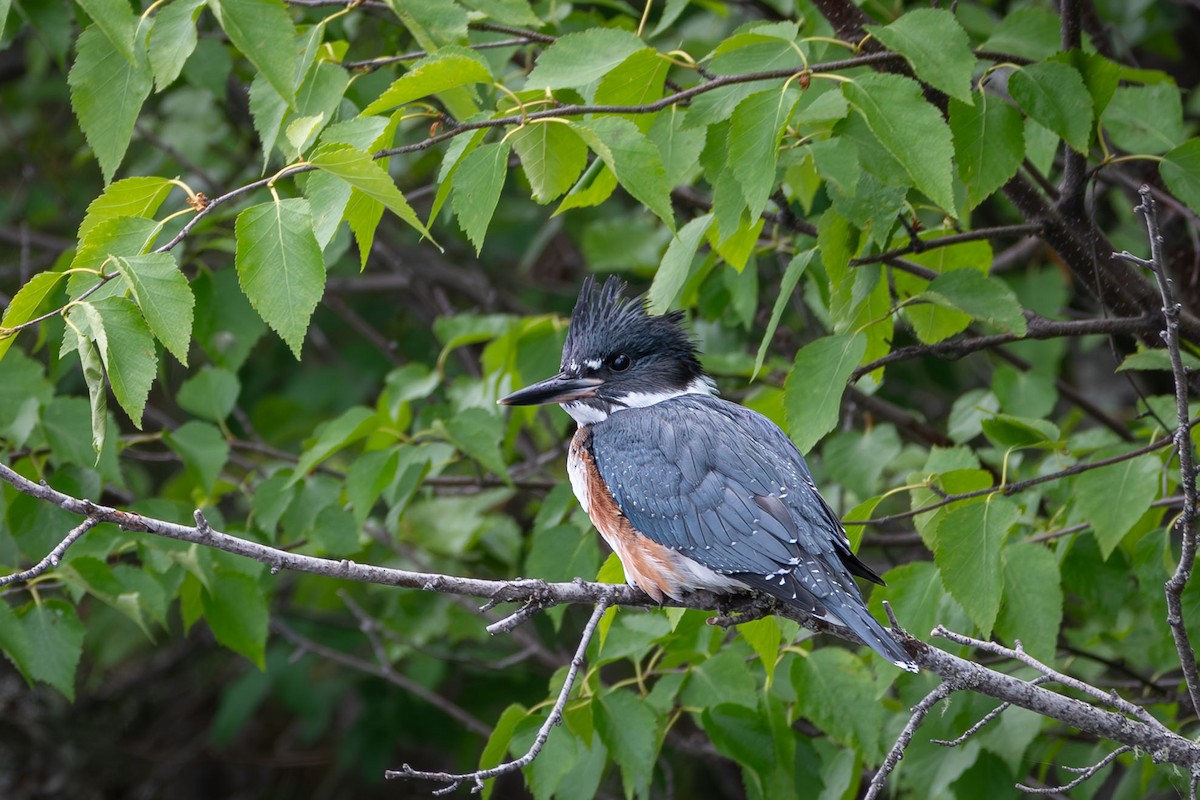 Belted Kingfisher - ML620939446