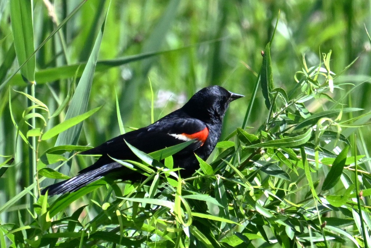 Red-winged Blackbird - ML620939448
