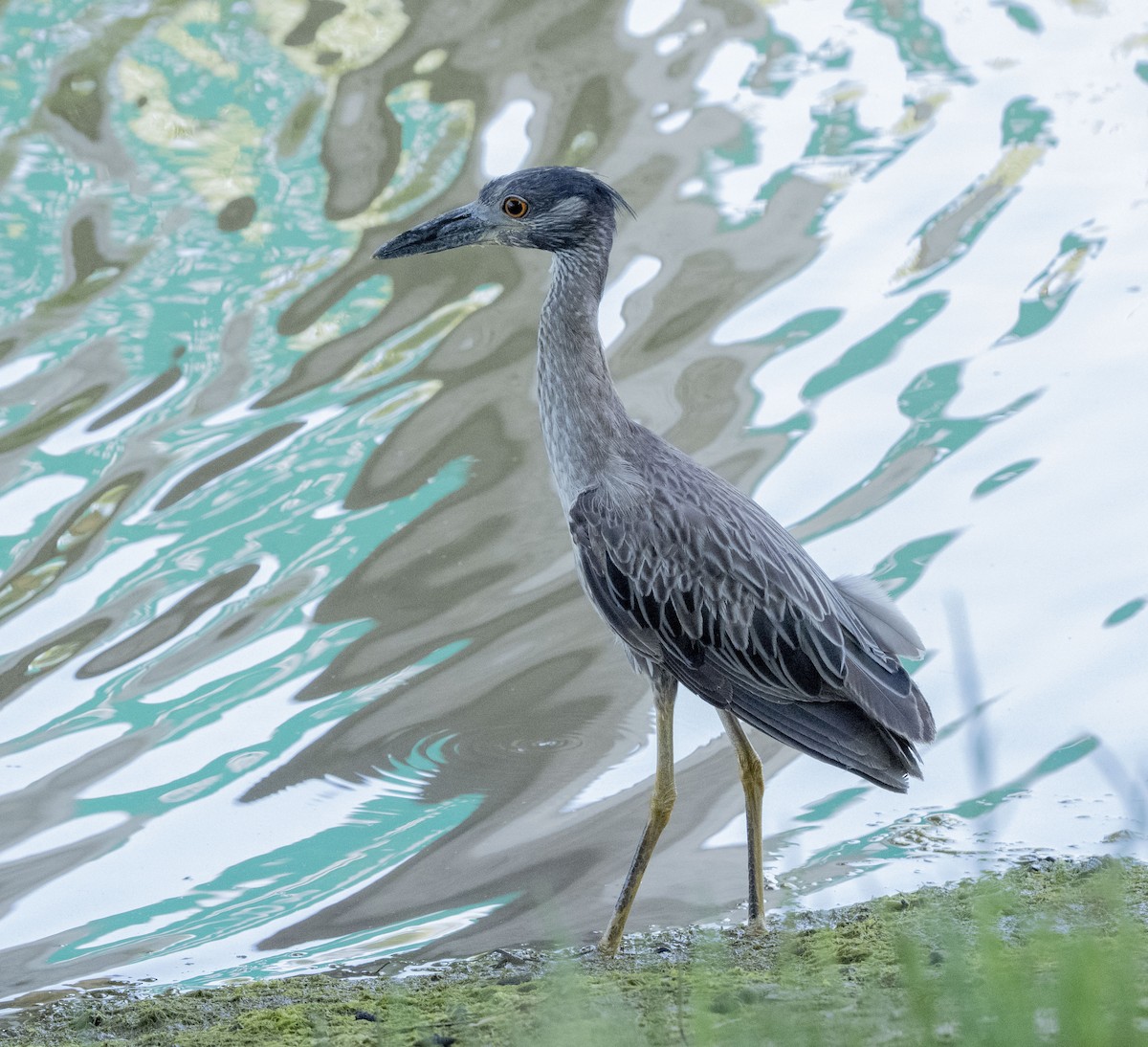 Yellow-crowned Night Heron - ML620939478