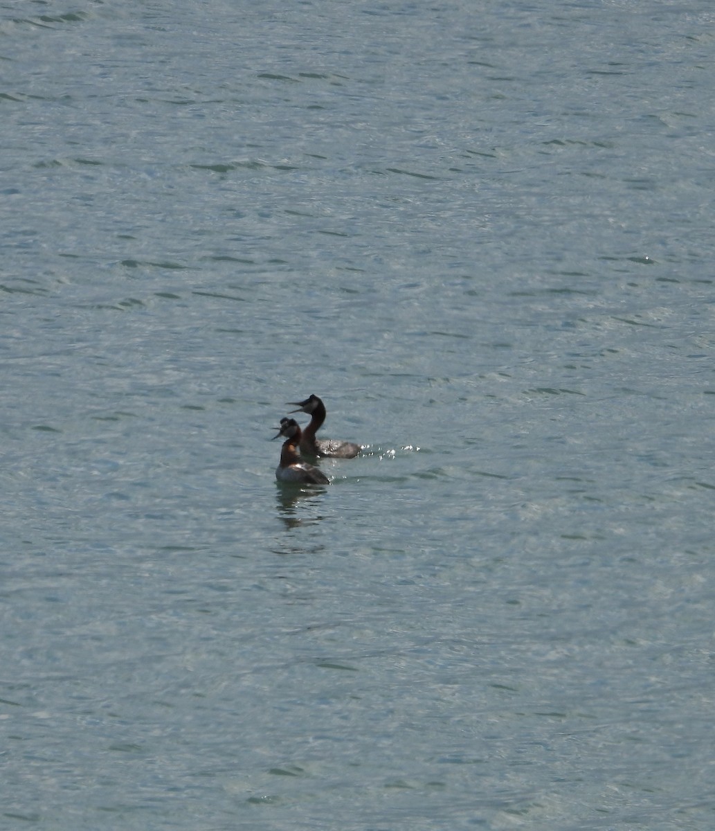 Red-necked Grebe - ML620939485