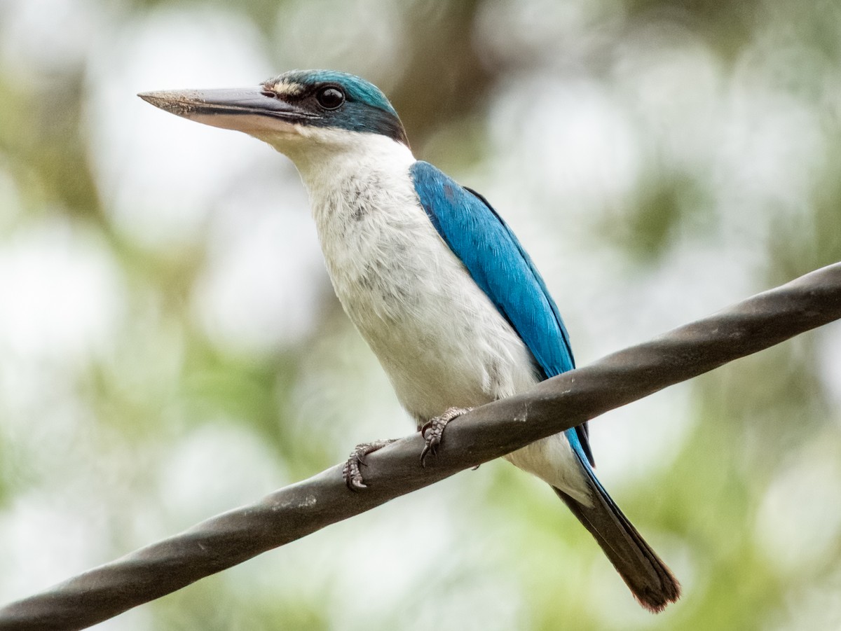 Collared Kingfisher - ML620939488