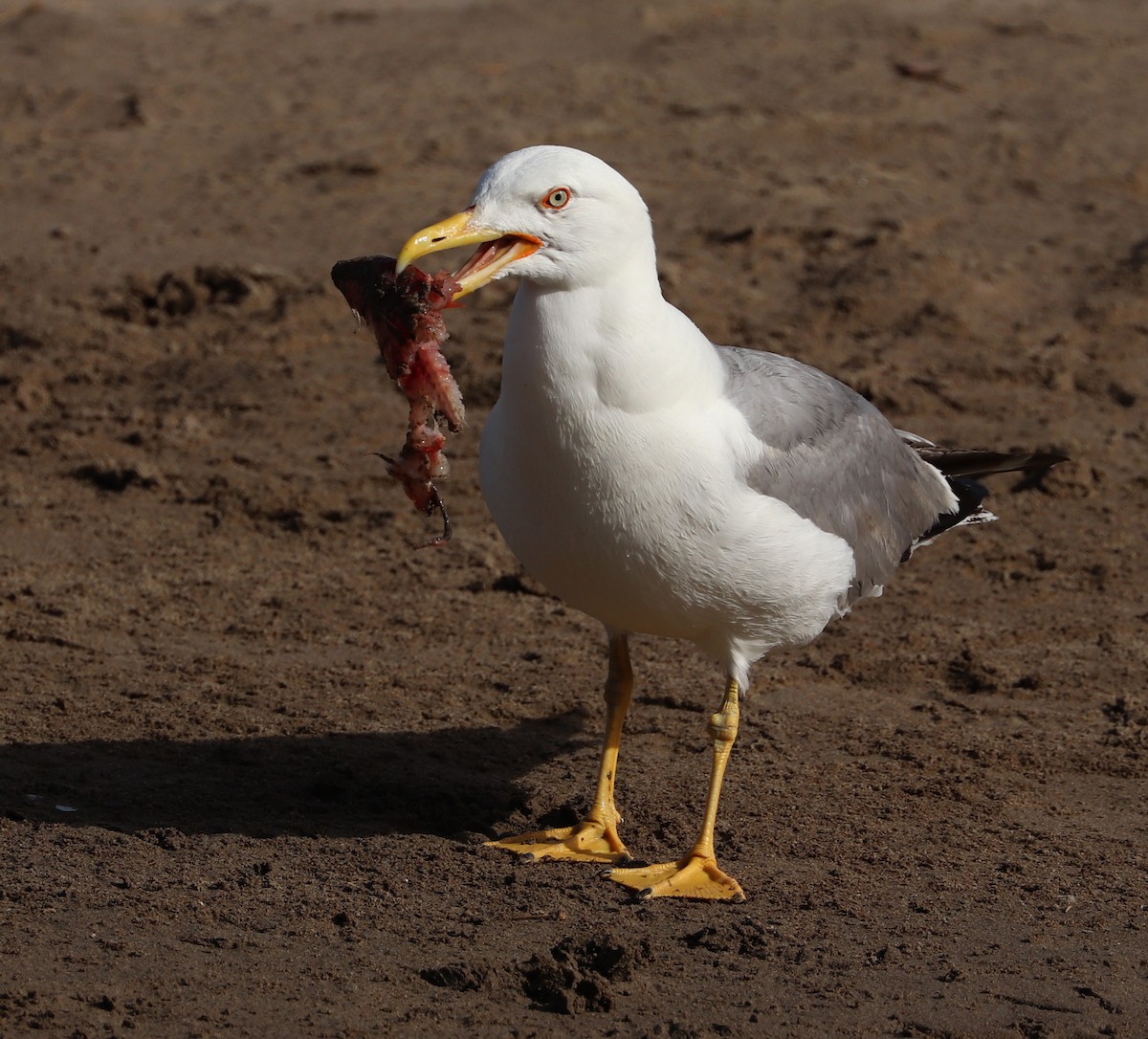 Yellow-legged Gull - ML620939503