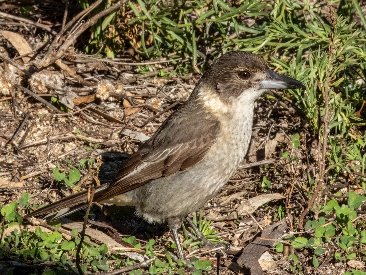 Gray Butcherbird - ML620939526