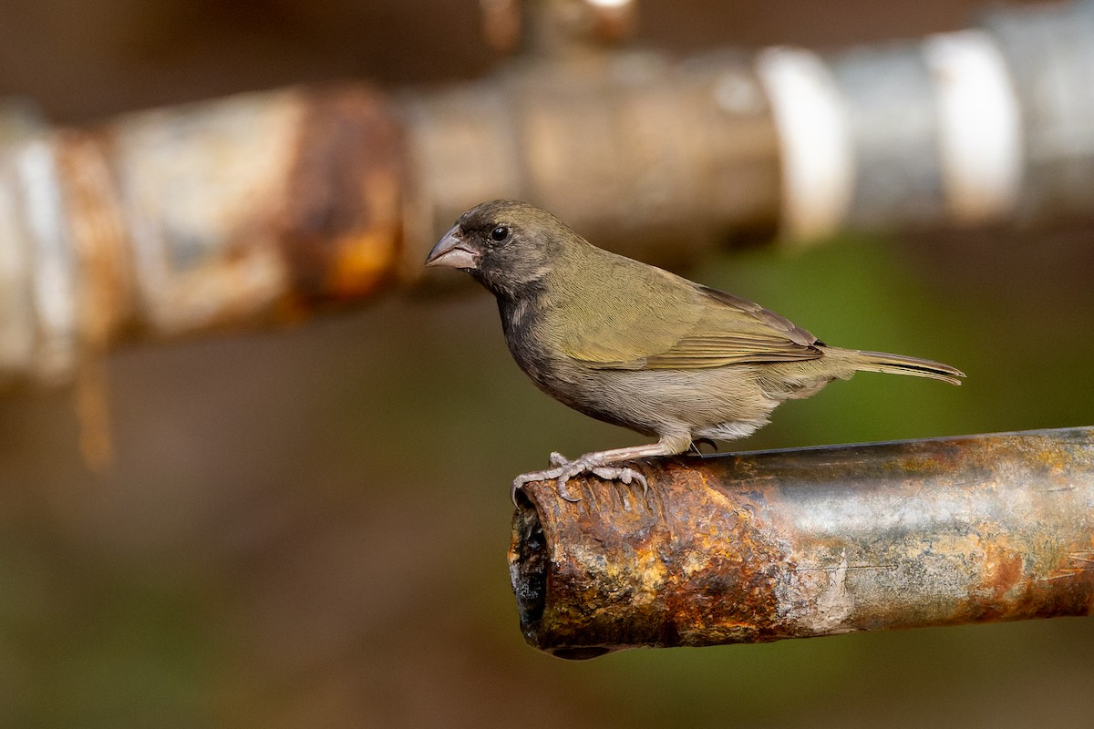 Black-faced Grassquit - ML620939527