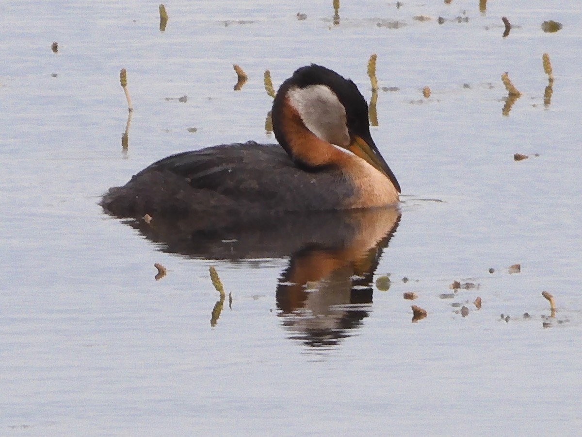 Red-necked Grebe - ML620939573