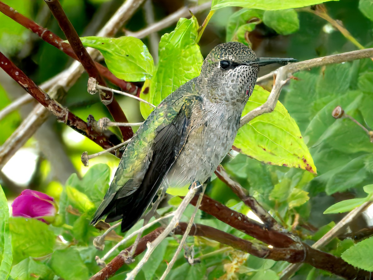 Anna's Hummingbird - ML620939581