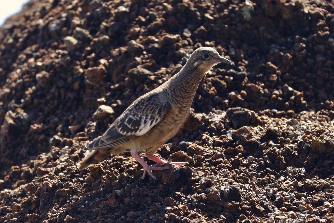 Galapagos Dove - ML620939592