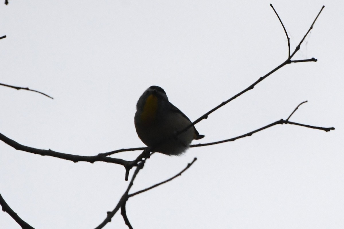Spotted Pardalote - Michael Louey