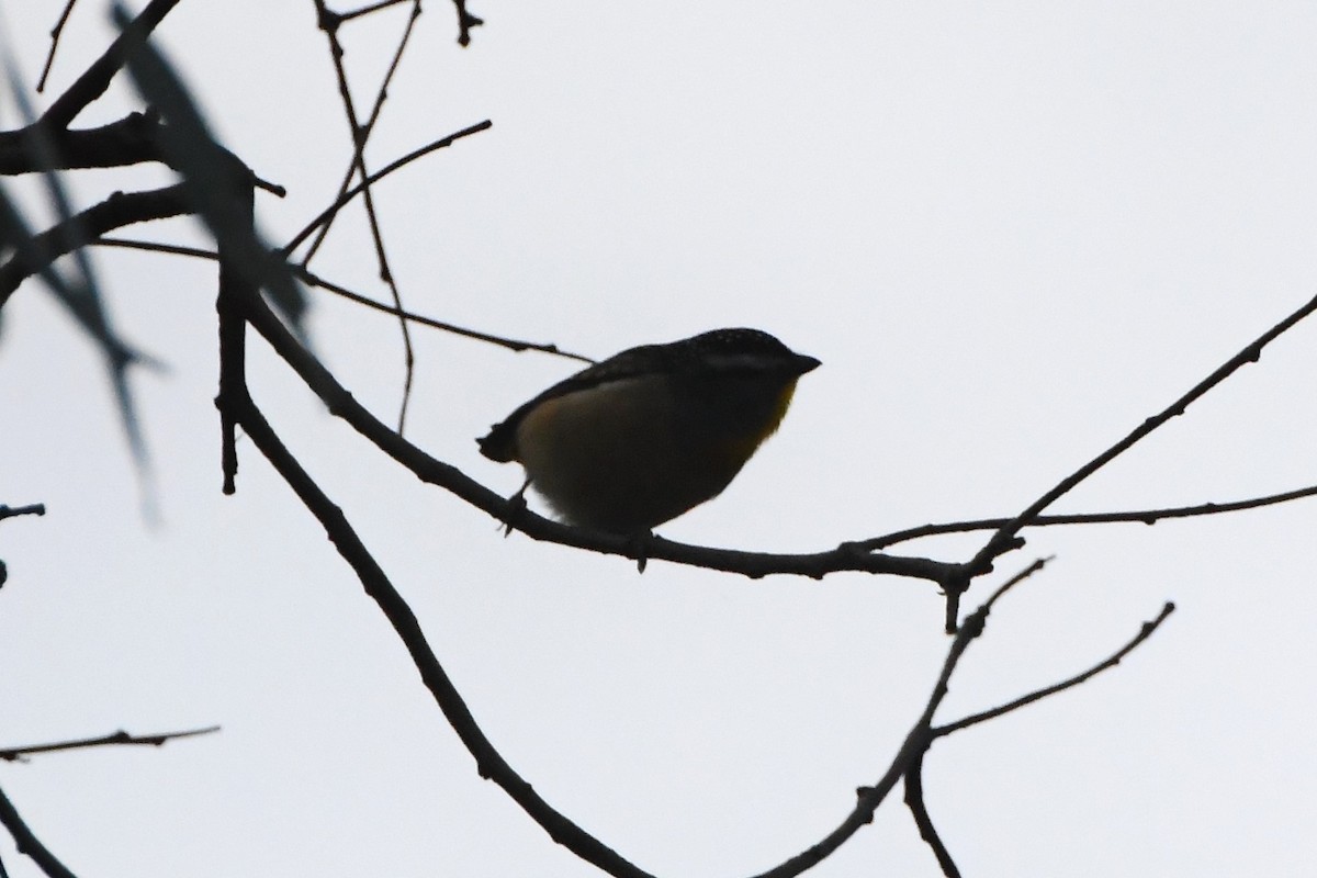 Spotted Pardalote - ML620939604