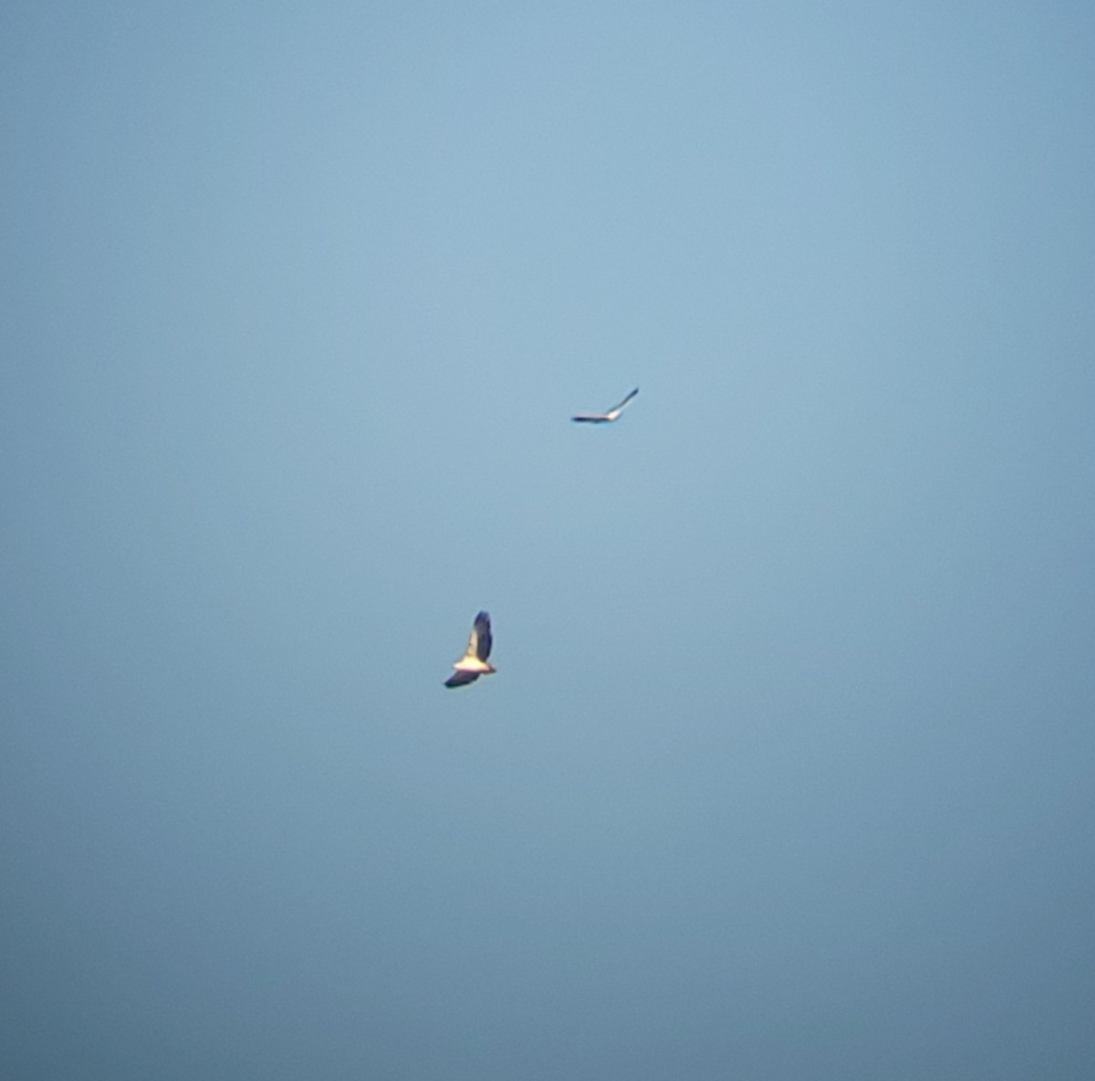 White-bellied Sea-Eagle - ML620939643