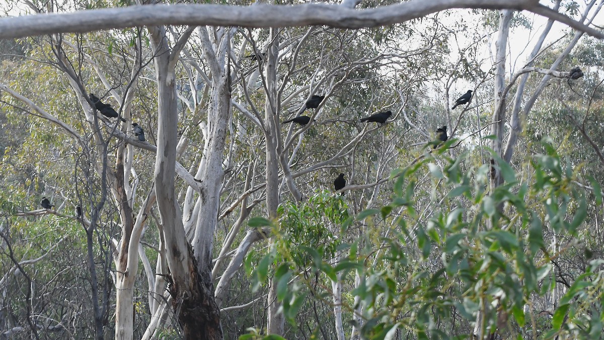 White-winged Chough - ML620939655