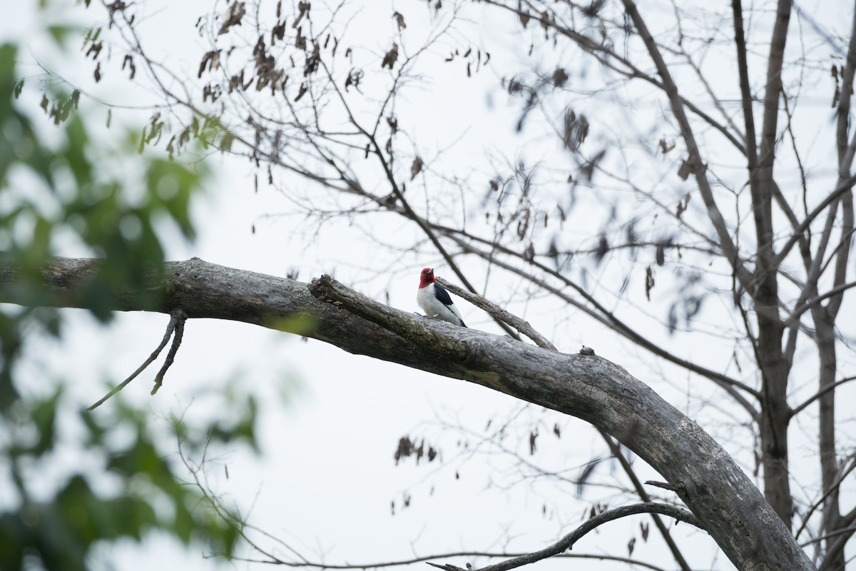 Red-headed Woodpecker - ML620939672