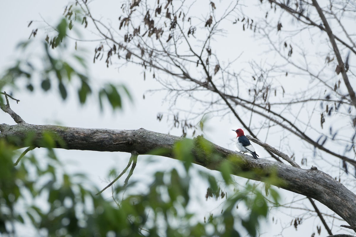 Red-headed Woodpecker - ML620939673