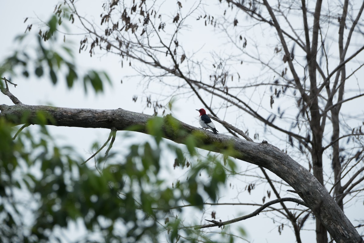 Red-headed Woodpecker - Joshua Kline