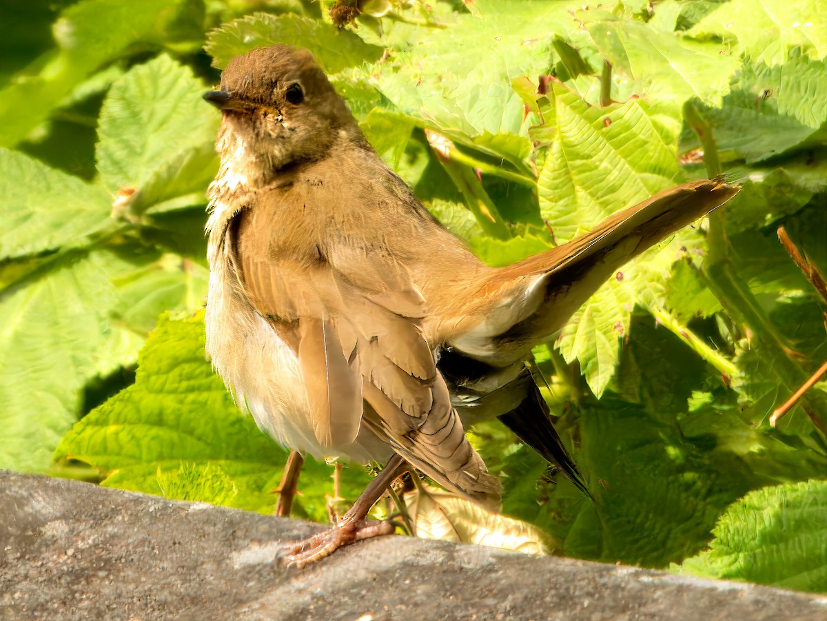 Swainson's Thrush (Russet-backed) - ML620939677