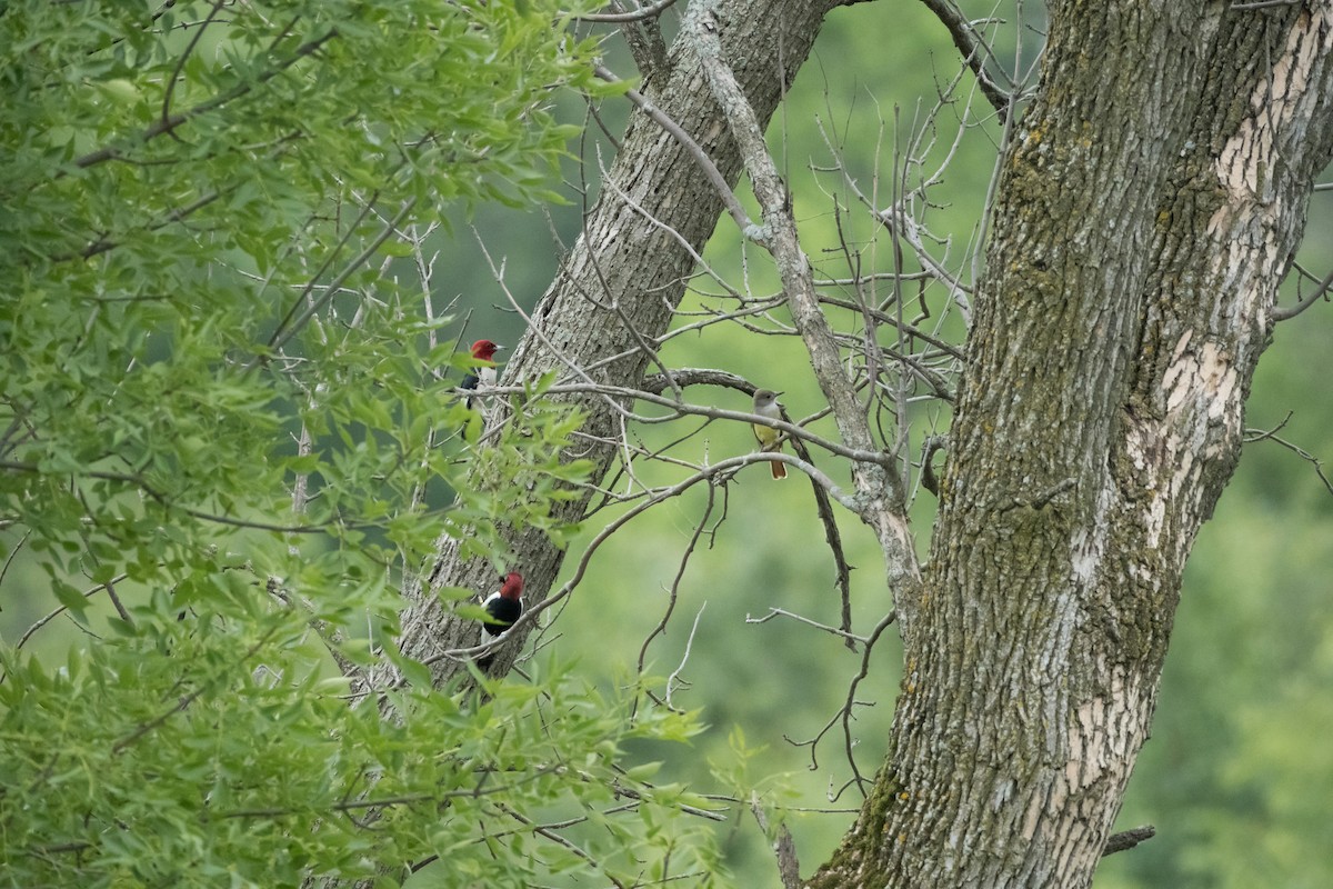 Red-headed Woodpecker - ML620939681