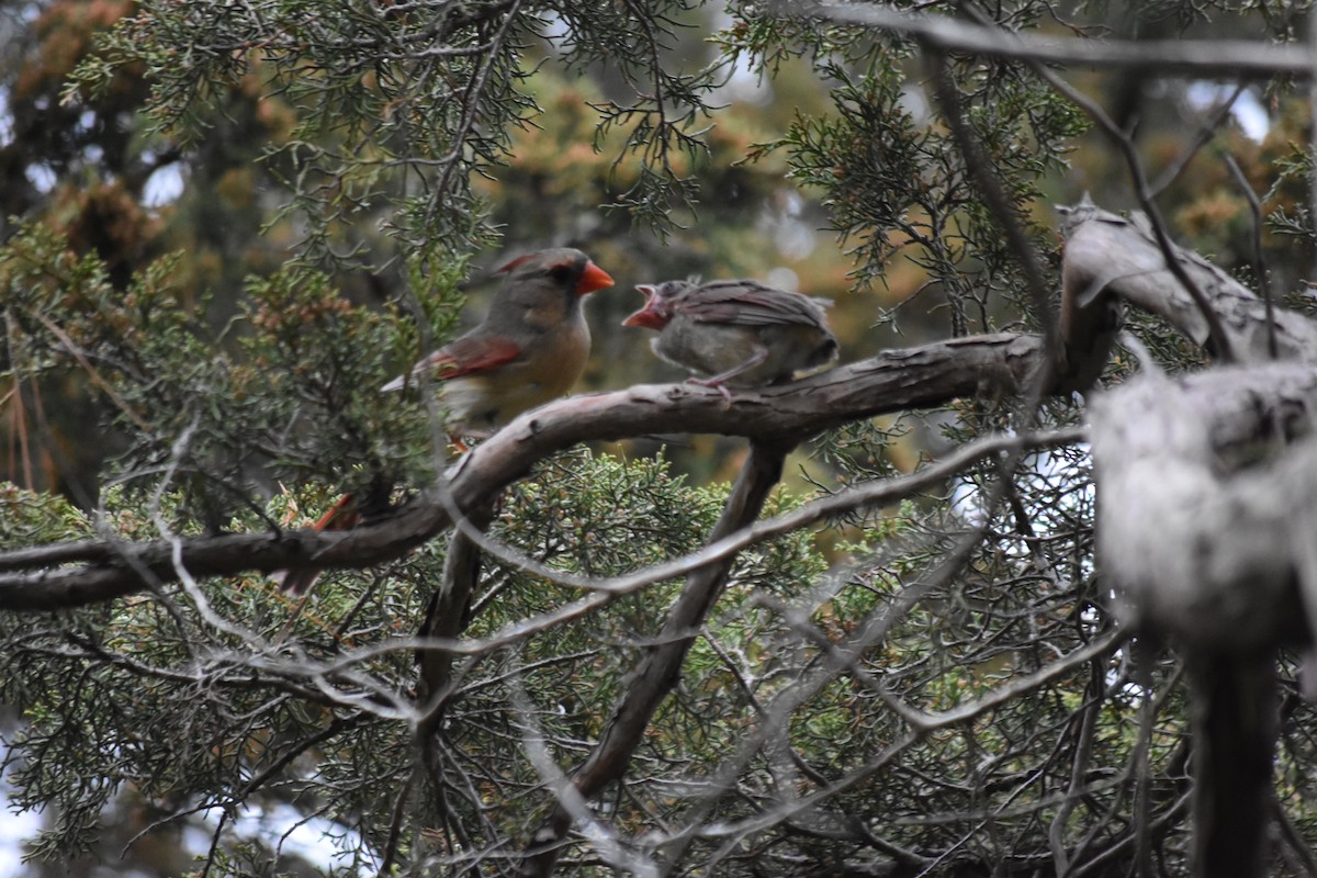 Northern Cardinal - ML620939702