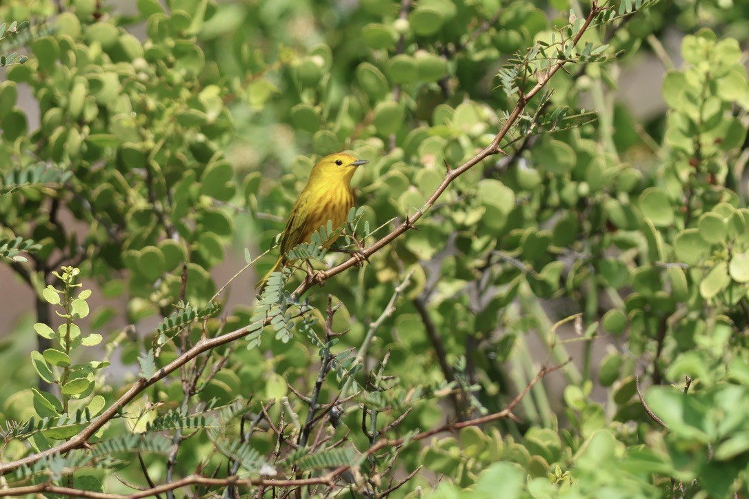 Yellow Warbler (Galapagos) - ML620939710