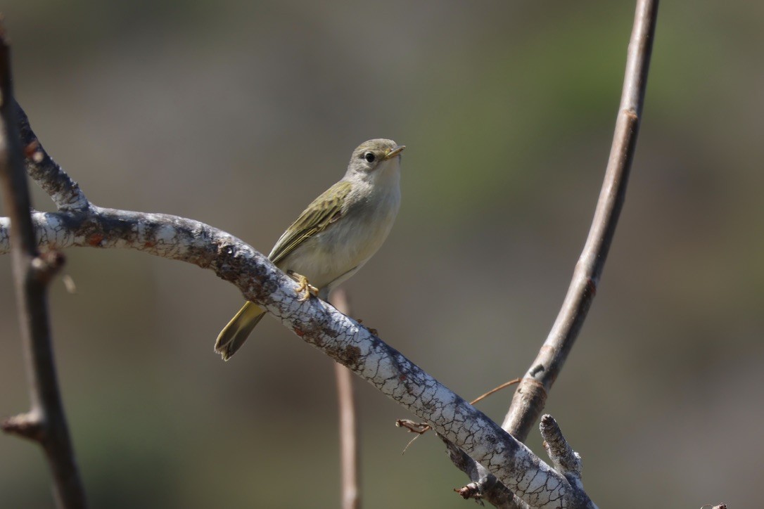 Yellow Warbler (Galapagos) - ML620939713