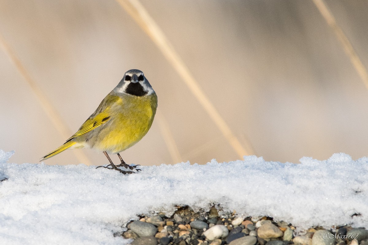 White-bridled Finch - ML620939714