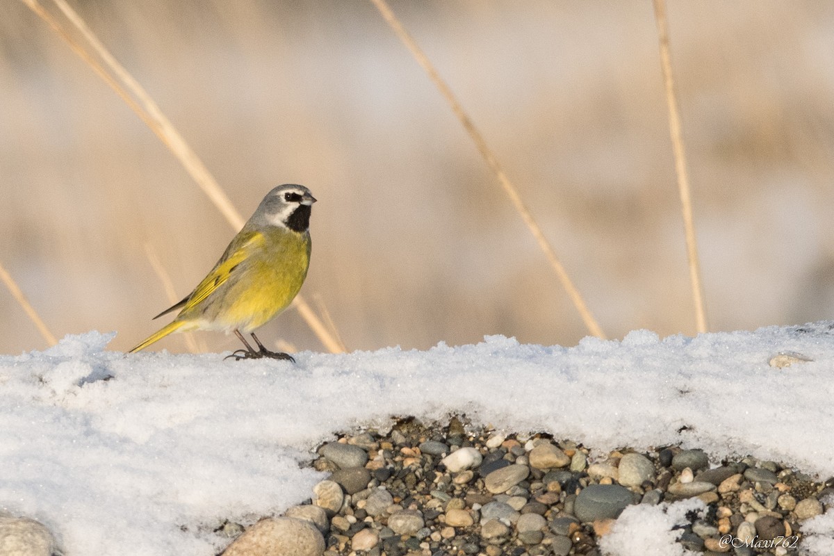 White-bridled Finch - ML620939715