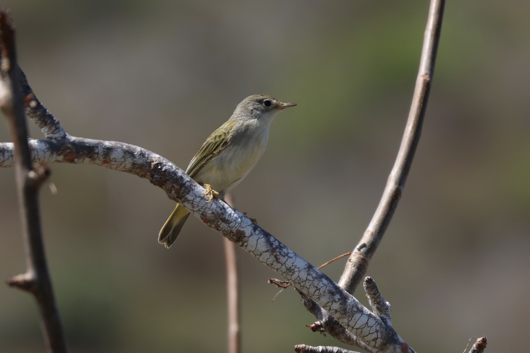 Yellow Warbler (Galapagos) - ML620939719