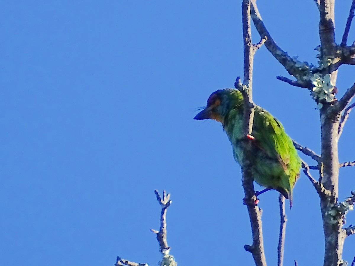 Crimson-fronted Barbet - ML620939752