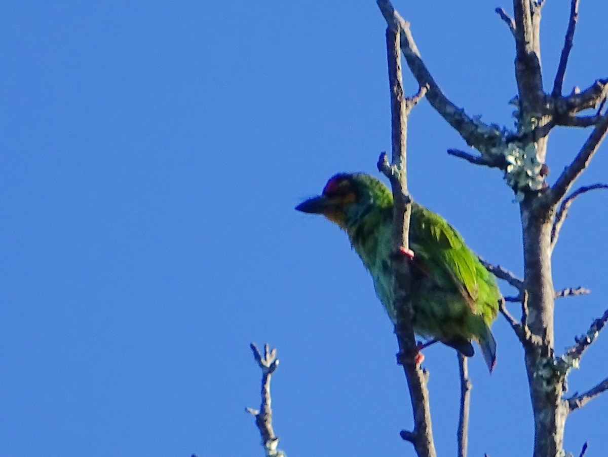 Crimson-fronted Barbet - ML620939754