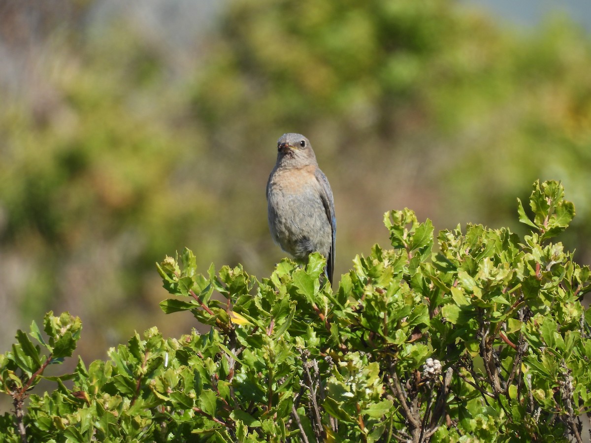 Western Bluebird - ML620939759