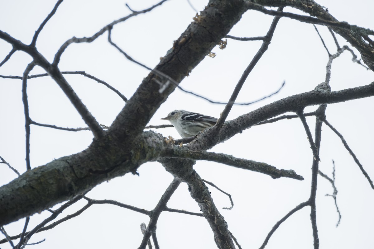Black-and-white Warbler - ML620939765