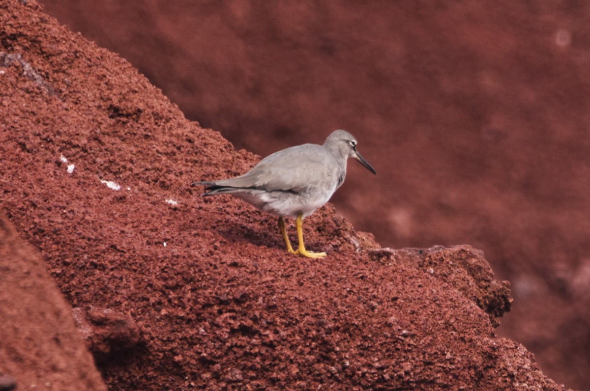 Wandering Tattler - ML620939767