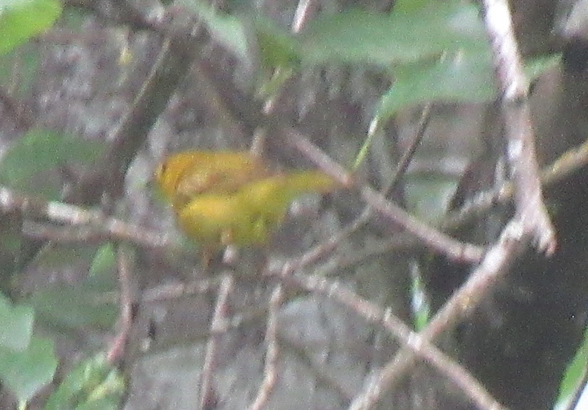 Yellow Warbler - ML620939805