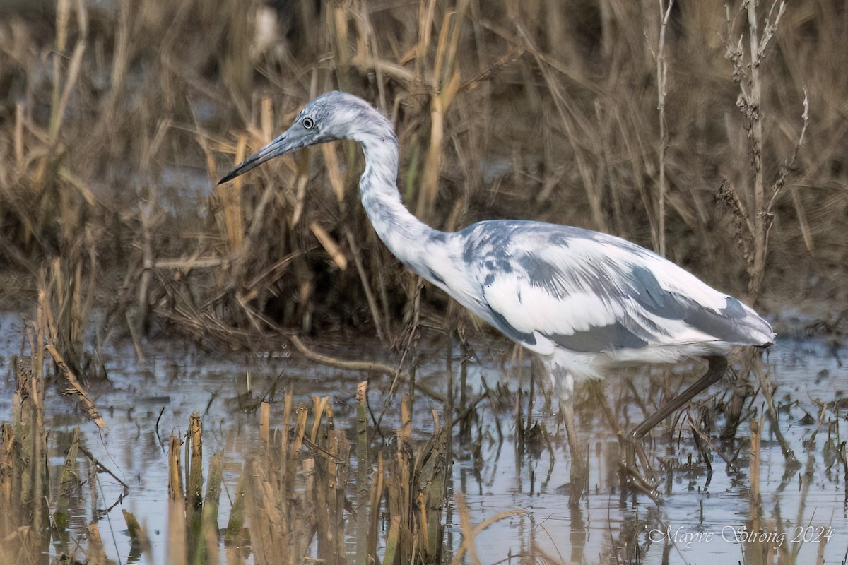 Little Blue Heron - ML620939818