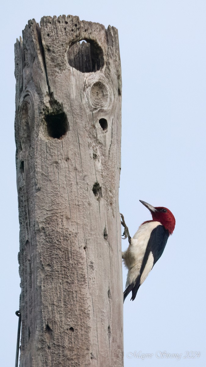 Red-headed Woodpecker - ML620939830